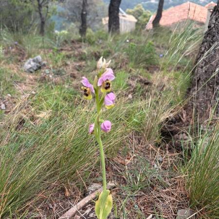 Sierra de Crestillina orchids